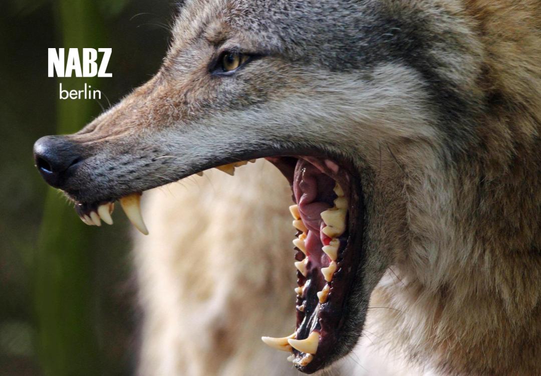 گرگ‌ها در براندنبورگ خبرساز شدند: هشدار رسمی به مردم و گردشگران