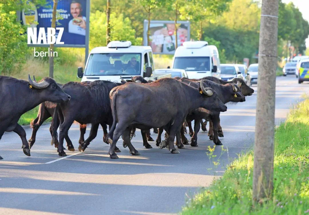 اخبار برلین ۳۱ جولای ۲۰۲۶: بوفالوهای سرگردان، رشد نرخ بیکاری و اعتراض در خیابان تورشتراسه